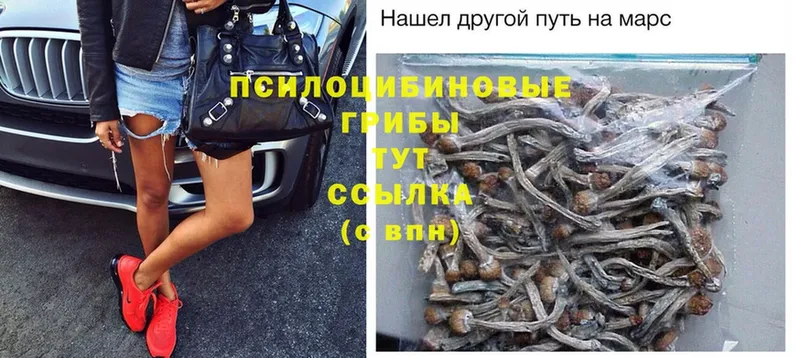 Псилоцибиновые грибы Psilocybe  hydra онион  Приволжск  где купить  